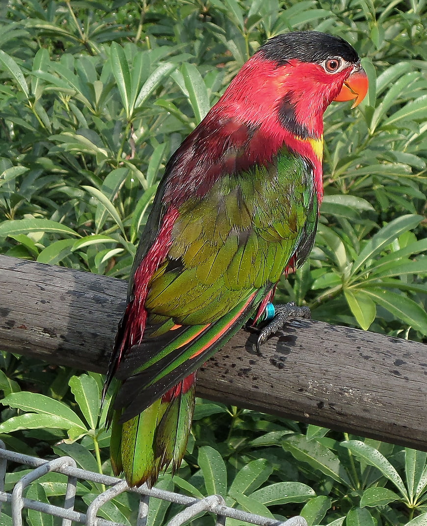 Black-capped Lorikeet Perched on Wooden Fence