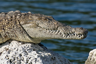 Close-up of a crocodile resting on a rock by water