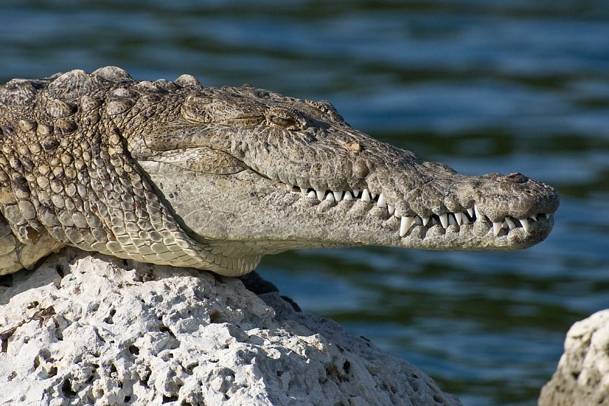 Close-up of a crocodile resting on a rock by water