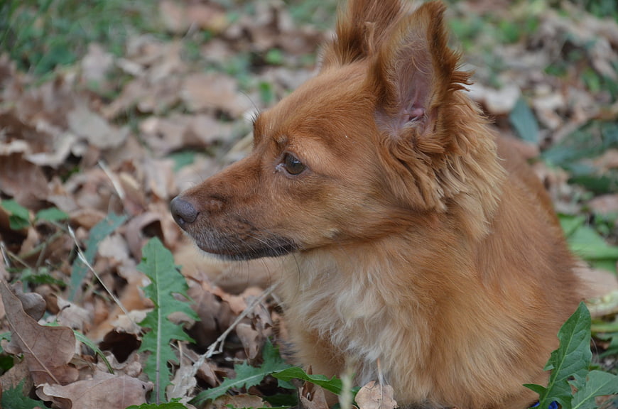 Close-up of a brown dog sitting in autumn leaves