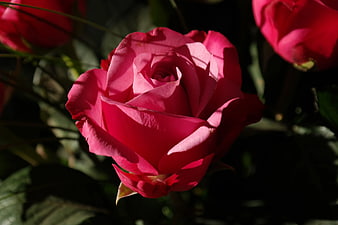 Close-up of vibrant pink rose in sunlight