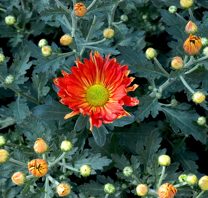 Vibrant Red Chrysanthemum Bloom With Green Buds And Foliage