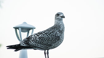 Seagull perched on lamp post against white background