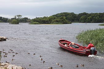 Red motorboat with person navigating lake near ducks