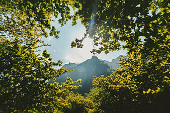 Sunlit Mountain Peak Through Vibrant Green Forest Canopy
