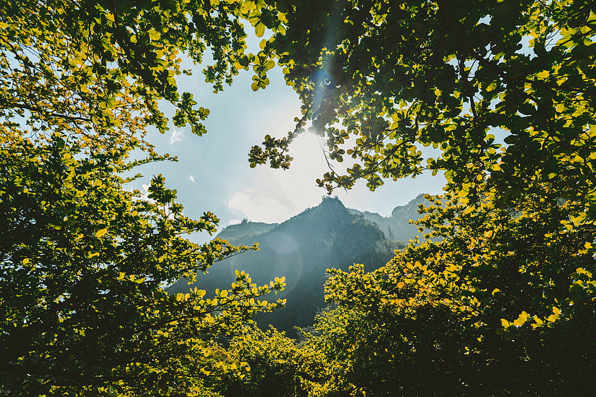 Sunlit Mountain Peak Through Vibrant Green Forest Canopy