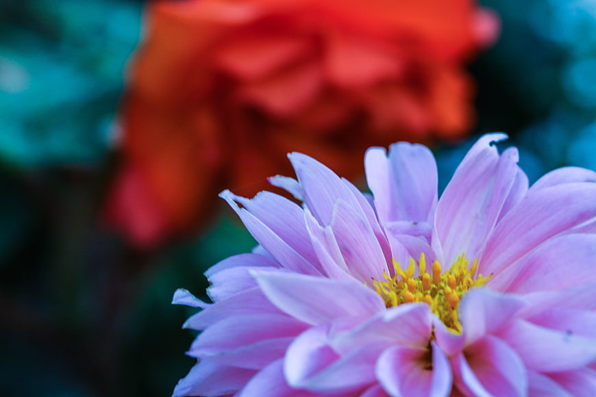 Close-up of pink dahlia flower with yellow center and blurred background
