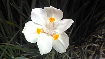 White Iris Flower with Yellow Spots on Dark Green Grass
