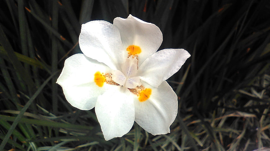 White Iris Flower with Yellow Spots on Dark Green Grass