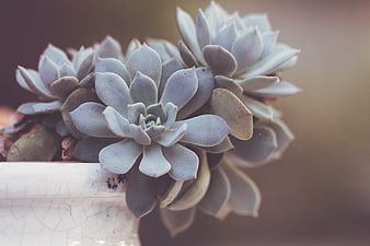 Close-up of Blue Echeveria Succulent in White Ceramic Pot