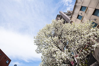 White Blossoming Tree Against Blue Sky in Urban Setting