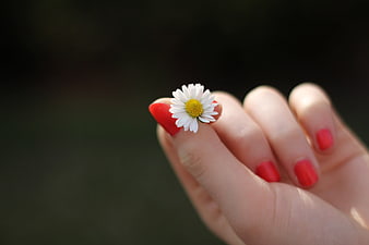 Close-up of hand with red nails holding a white daisy