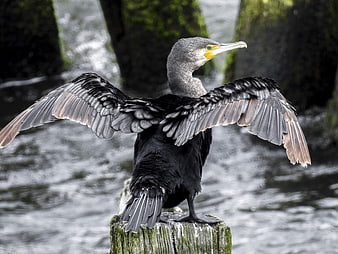 Cormorant Drying Wings on Wooden Post by Water