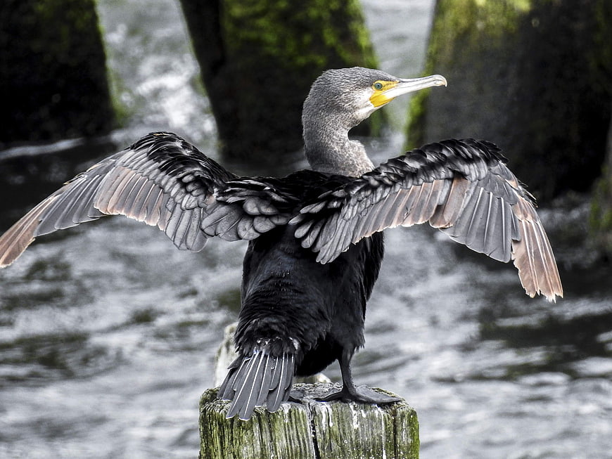 Cormorant Drying Wings on Wooden Post by Water