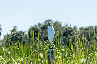 Great Egret Standing on Wooden Post in Marsh Grass