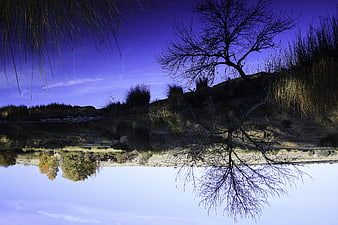 Upside down autumn landscape with tree reflection in water