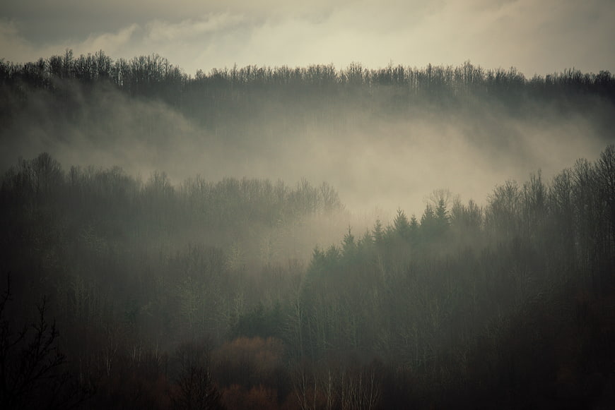 Misty forest landscape with fog rolling through trees