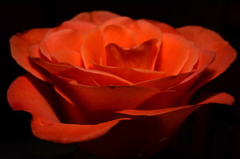 Close-up of a vibrant orange rose against a dark background