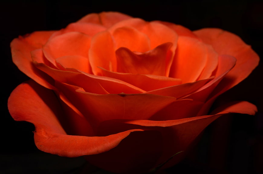 Close-up of a vibrant orange rose against a dark background
