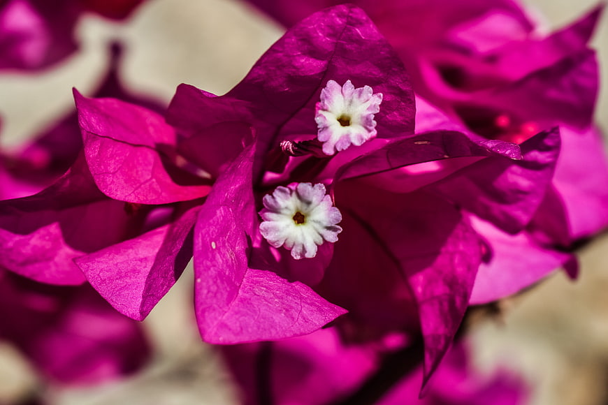 Close-up of vibrant magenta bougainvillea flowers with white centers