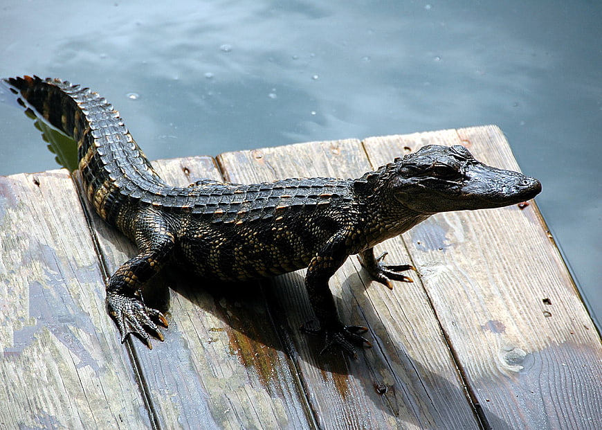 American alligator resting on wooden dock over calm water