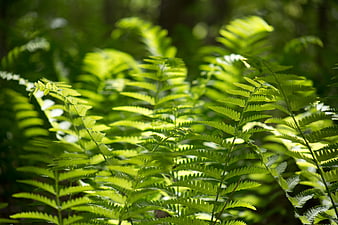 Sunlit Green Fern Fronds in Forest