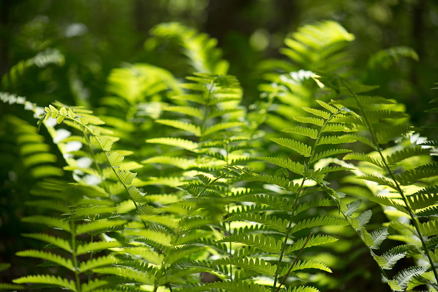 Sunlit Green Fern Fronds in Forest