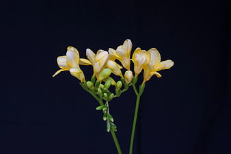 Yellow Freesia Flowers on Dark Blue Background