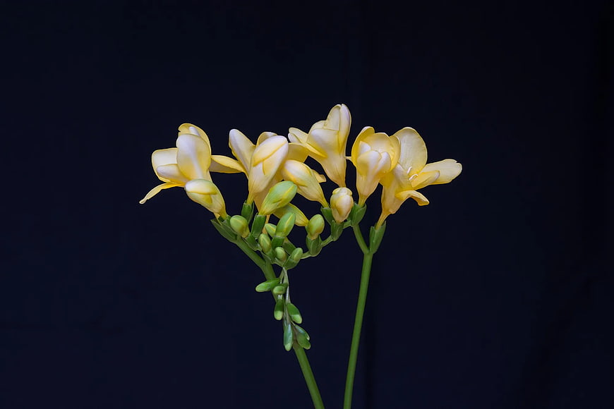 Yellow Freesia Flowers on Dark Blue Background