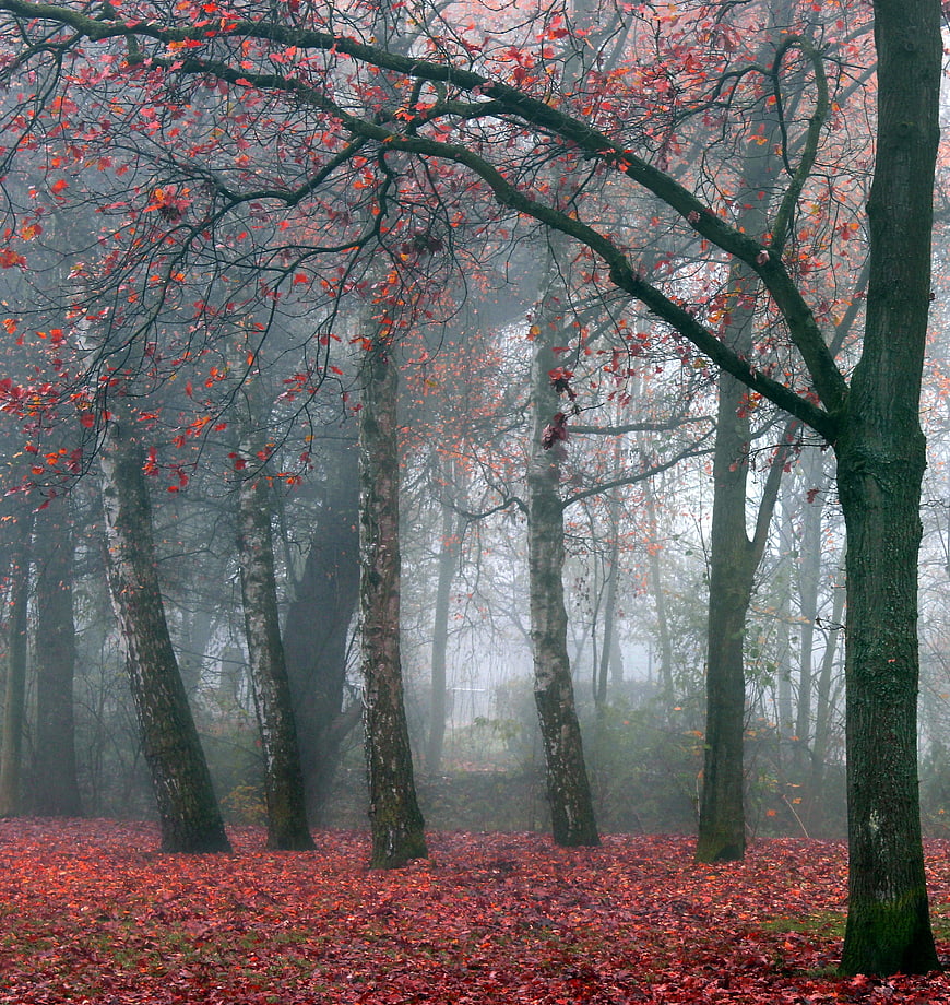 Misty Autumn Forest Landscape With Red Leaves And Tall Trees