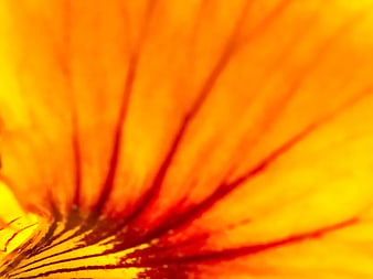 Abstract Macro Texture of Orange Flower Petal