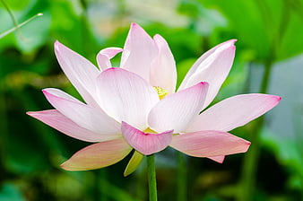 Pink Lotus Flower Blooming in Green Pond