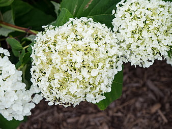 Close-up of White Hydrangea Blooms in Garden