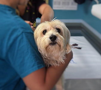 Small white dog held by person in veterinary clinic
