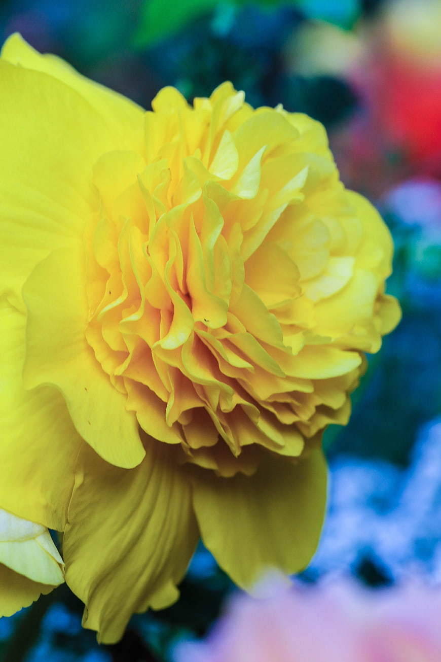 Close-up of a vibrant yellow daffodil flower with blurred background