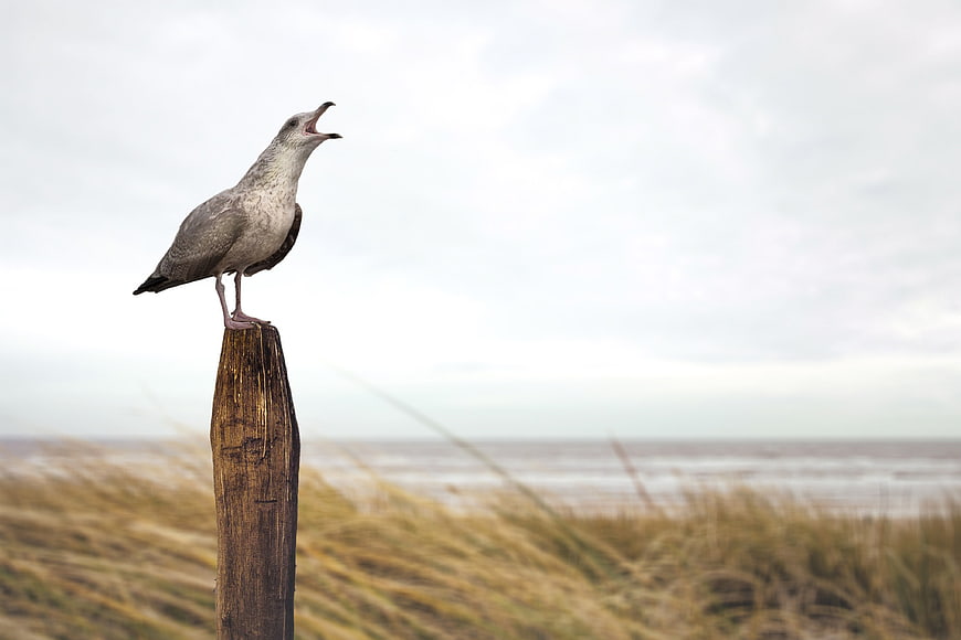 Seagull Calling on Weathered Wooden Post at Beach