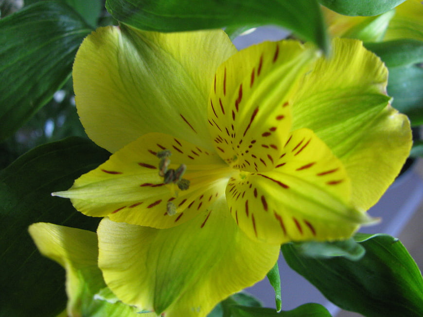 Close-up of a vibrant yellow alstroemeria flower with red speckles