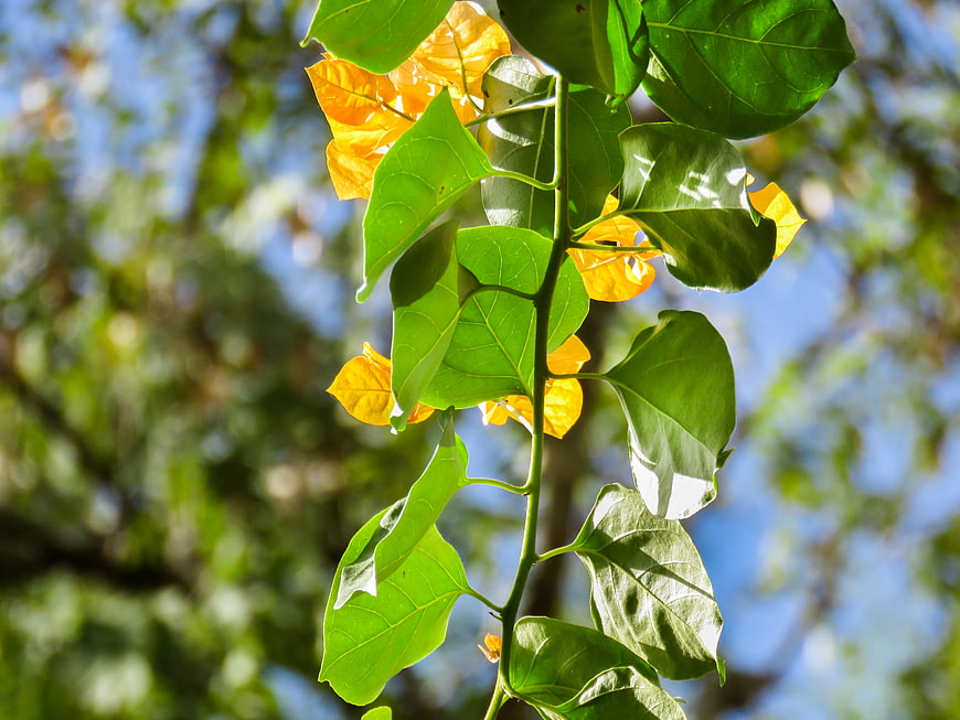 Sunlit Bougainvillea Branch with Yellow Flowers and Green Leaves
