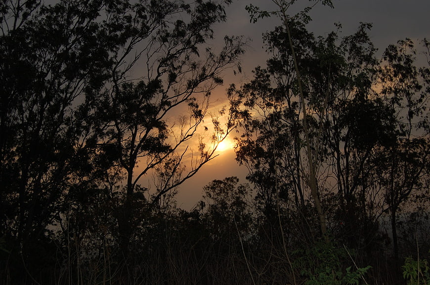 Sunset Silhouette Through Forest Trees