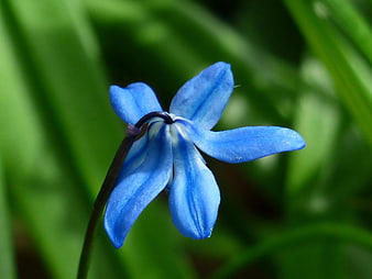 Close-up of a vibrant blue spring flower