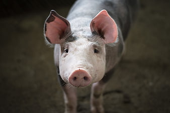 Close-up portrait of a spotted pig looking at camera
