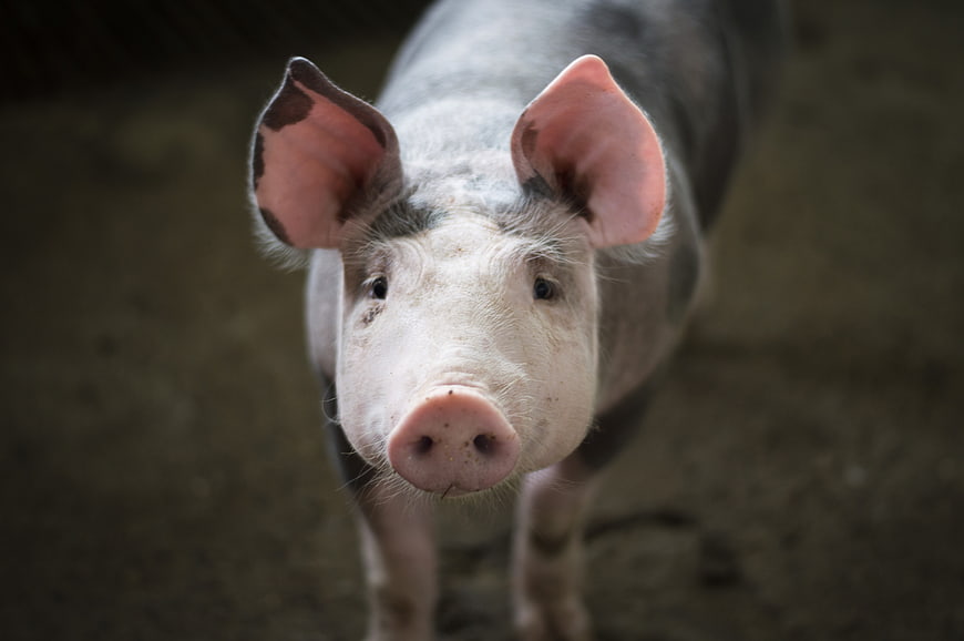 Close-up portrait of a spotted pig looking at camera