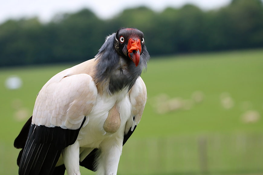King Vulture Portrait with Red Beak and Black Head
