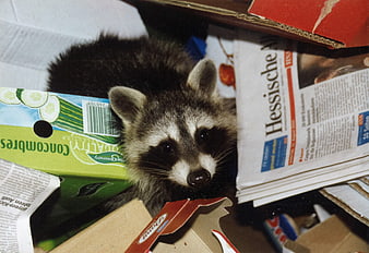 Raccoon Foraging in Cardboard and Newspapers