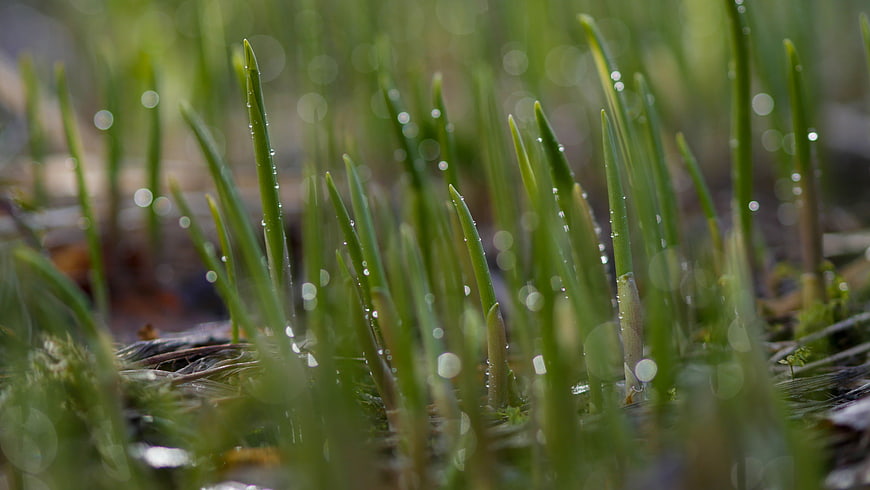 Close-up of fresh green grass blades with morning dew drops