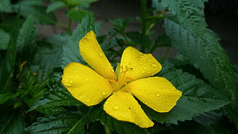 Yellow flower with water droplets on green leaves