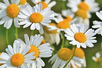 Close-up of white daisies with yellow centers in a sunny field