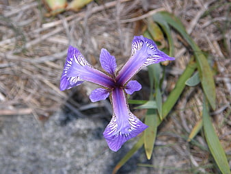 Purple Iris Flower Close-Up in Natural Setting