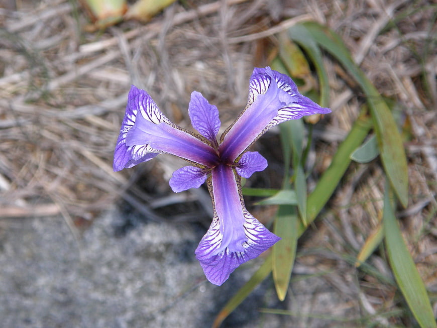 Purple Iris Flower Close-Up in Natural Setting