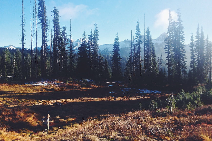 Woman walking in autumn meadow with pine forest and mountains
